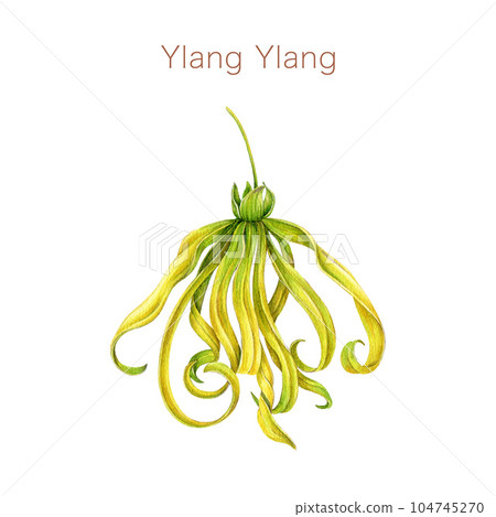 Ylang ylang flower watercolor illustration. Cananga odorata tropical aroma scented blossom. Hand painted ylang ylang flower fresh fragrance element. Isolated on white background Ylang ylang flower watercolor illustration. Cananga odorata tropical aroma scented blossom. Hand painted ylang ylang flower fresh fragrance element. Isolated on white background 104745270
