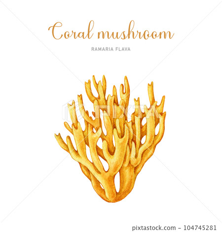 Coral mushroom vintage style image. Watercolor illustration. Hand drawn Ramaria flava fungus element. Edible tasty forest mushroom. Isolated on white background Coral mushroom vintage style image. Watercolor illustration. Hand drawn Ramaria flava fungus element. Edible tasty forest mushroom. Isolated on white background 104745281