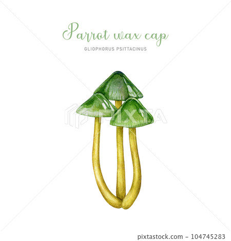 Parrot waxcap mushroom group. Watercolor illustration. Hand drawn Gliophorus psittacinus fungus on white background. Beautiful forest bright green toadstool 104745283