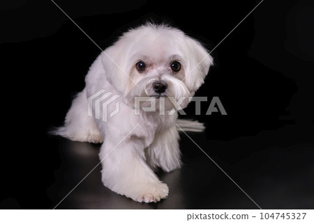 Small white hot sale maltese