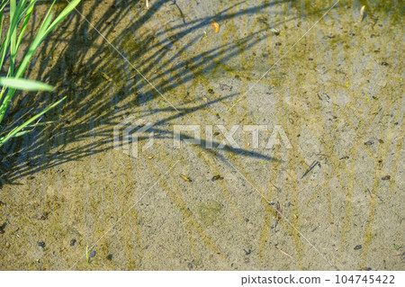 A snail breeding in a rice field 104745422