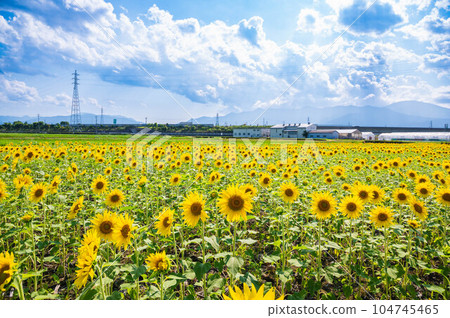 Matsumoto City Sunflower field on the island 104745465