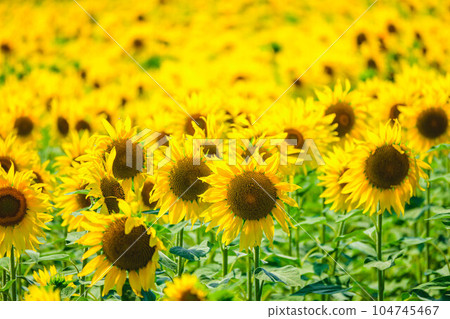 Summer tradition sunflower field Summer tradition sunflower field 104745467