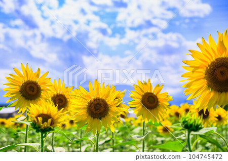 Blooming sunflowers and blue sky Blooming sunflowers and blue sky 104745472
