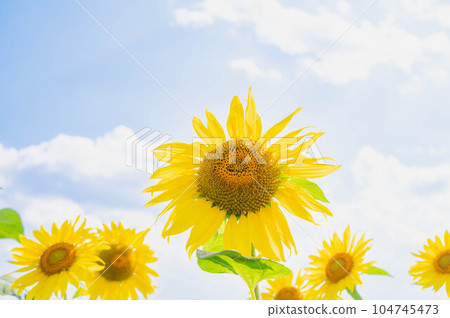 refreshing summer sunflower refreshing summer sunflower 104745473
