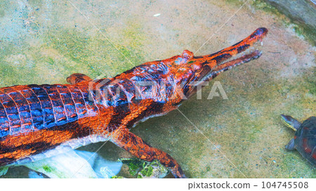 Malayan Gharial in the water 104745508