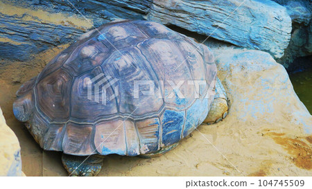 Galapagos giant tortoise 104745509