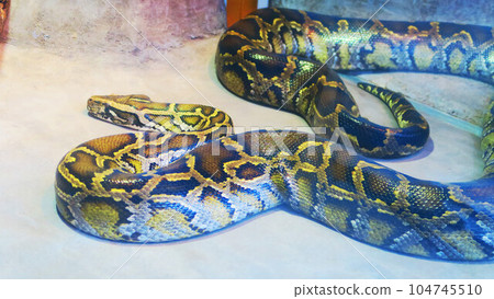 風景與緬甸蟒蛇 104745510