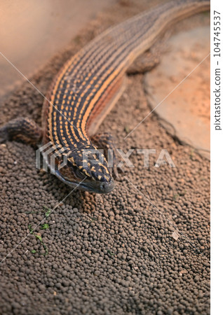 Oniplate Lizard 104745537