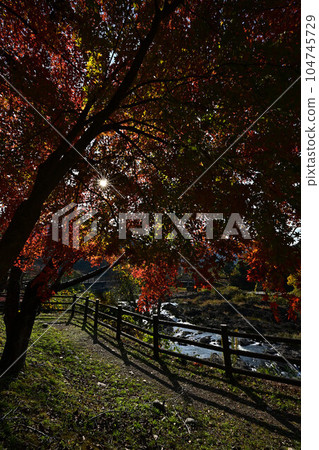 Kawashiro Park in autumn 104745729