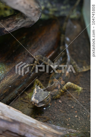 chameleon forest dragon chameleon forest dragon 104745808