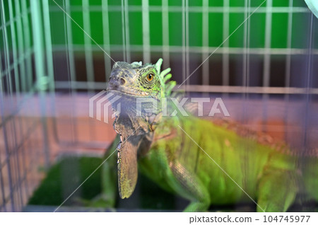 綠鬣蜥 綠鬣蜥 104745977