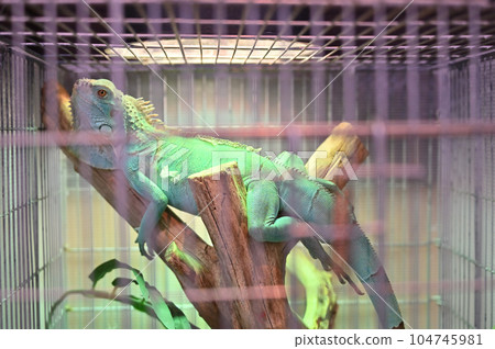 Green iguana 104745981