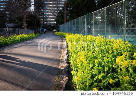 公園人行道上盛開著可愛的黃色花朵的風景 104746139