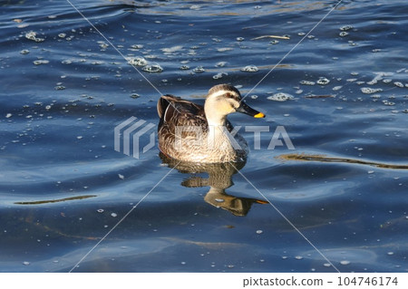 斑嘴鴨雌性水禽野鳥冬季 104746174