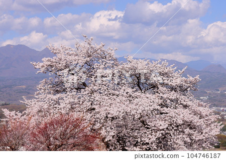 山梨縣韭崎市神山町鍋山 沿河和山脊的櫻花樹景觀 104746187