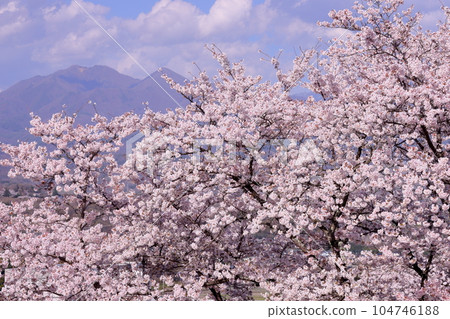 山梨縣韭崎市神山町鍋山 沿河和山脊的櫻花樹景觀 104746188
