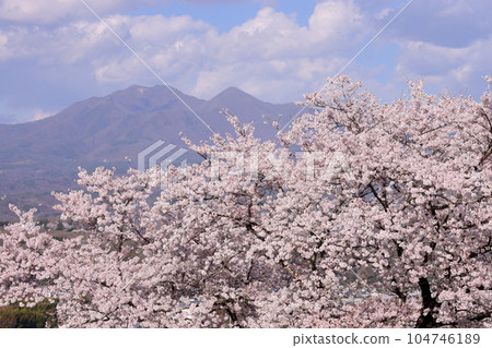 Nabeyama, Kamiyama-cho, Nirasaki City, Yamanashi Prefecture View of cherry blossom trees along the river and mountain ridges 104746189