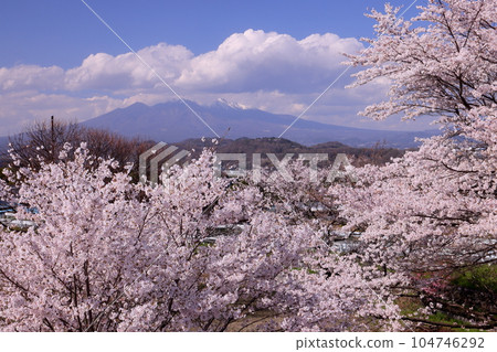 山梨縣韭崎市神山町鍋山 河邊的櫻花樹和八岳景觀 104746292