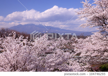 山梨縣韭崎市神山町鍋山 河邊的櫻花樹和八岳景觀 104746293