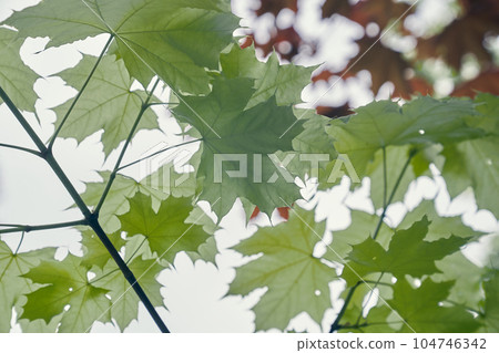 In the foreground are large maple leaves against a light sky. Selective focus on fresh green leaves, maple branches. High quality photo In the foreground are large maple leaves against a light sky. Selective focus on fresh green leaves, maple branches. High quality photo 104746342