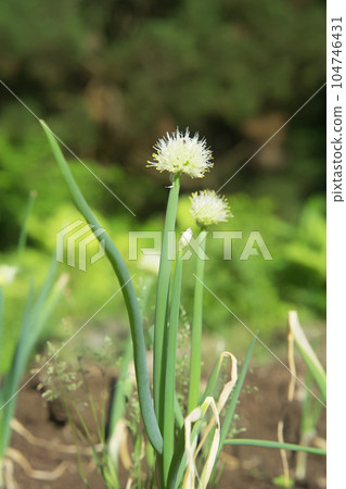 新鮮的蔥 104746431