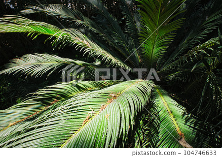 Fern palm sago palm Cycas revoluta leaves close up shot in sun. Cycas or cycad palm leaves green pattern, abstract topical background. Japanese Sago palm Cycas revoluta gymnosperm plant Fern palm sago palm Cycas revoluta leaves close up shot in sun. Cycas or cycad palm leaves green pattern, abstract topical background. Japanese Sago palm Cycas revoluta gymnosperm plant 104746633