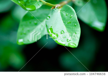 ficus pumila or climbing fig or MORACEAE and dew drop ficus pumila or climbing fig or MORACEAE and dew drop 104746638