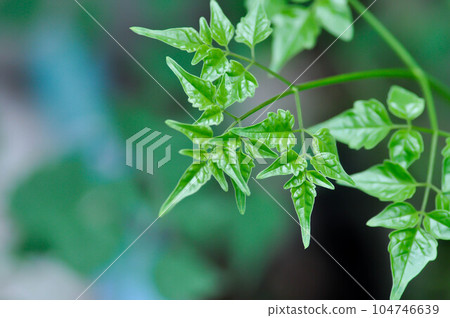 Cork tree, Indian cork tree or Millingtonia hortensis Linn or BIGNONIACEAE or small tree 104746639
