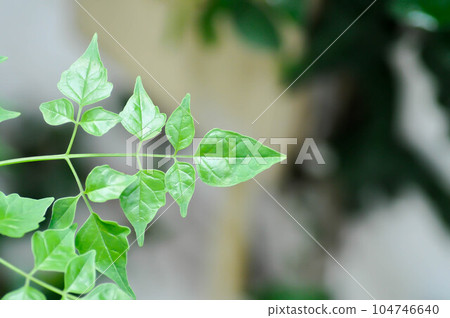 Cork tree, Indian cork tree or Millingtonia hortensis Linn or BIGNONIACEAE or small tree 104746640