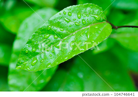 passion fruit plant, Passiflora edulis or Passionfruit or Maracuja and rain drop passion fruit plant, Passiflora edulis or Passionfruit or Maracuja and rain drop 104746641