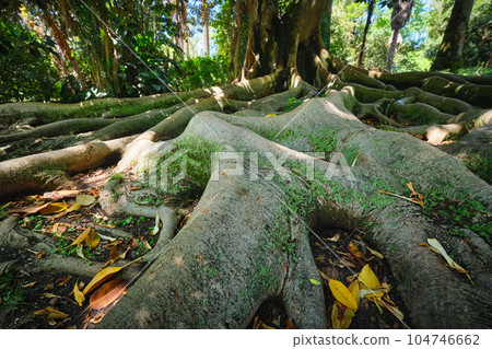 Exotic tree Ficus macrophylla Australian banyan fig tree trunk and buttress roots close up 104746662