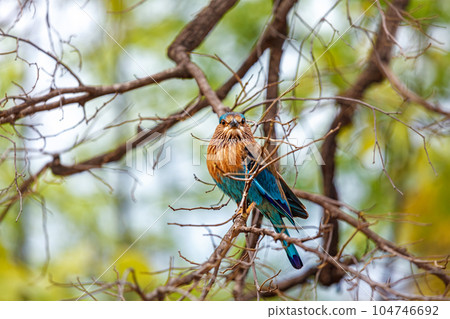 Indian Roller bird on a tree. Bandhavgarh national park, Madhya Pradesh, India Indian Roller bird on a tree. Bandhavgarh national park, Madhya Pradesh, India 104746692