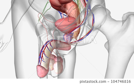 Testosterone is the male reproductive hormone 104746816