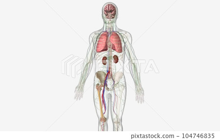 Multiple Myeloma Signs and Symptoms Multiple Myeloma Signs and Symptoms 104746835