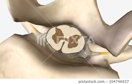 Spinal Cord Cross Section at L1 Level 104746837
