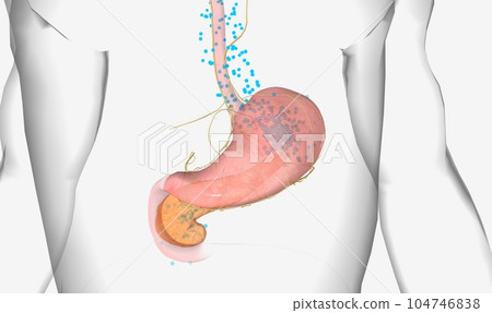 The Hunger Signalling (Ghrelin Secretion) 104746838
