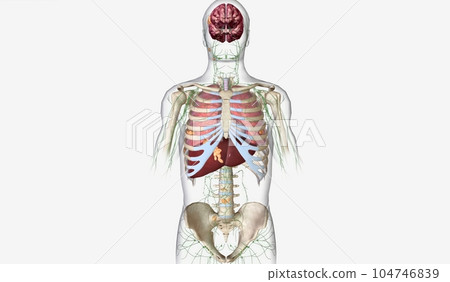 The Lung Cancer Stage IV The Lung Cancer Stage IV 104746839
