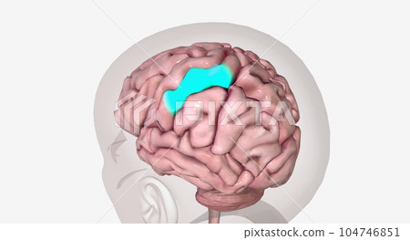 The brain receives the sensory information communicated by the action potential. The brain receives the sensory information communicated by the action potential. 104746851