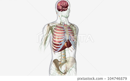 The Lung Cancer Stage IV 104746879