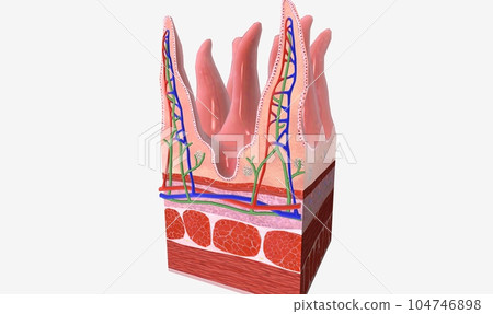 The Small Intestine Tissue Detail 104746898