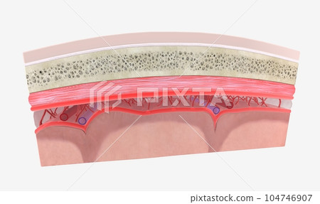 The meninges contain cerebrospinal fluid and help support and pr 104746907