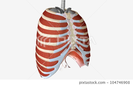 The main muscles of the thoracic wall include the intercostals a 104746908