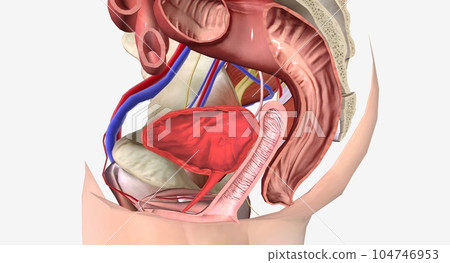 Vaginal Vault Prolapse Grade 0 Vaginal Vault Prolapse Grade 0 104746953