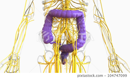 Large intestine appendix anatomy for medical concept 3D Rendering 104747099