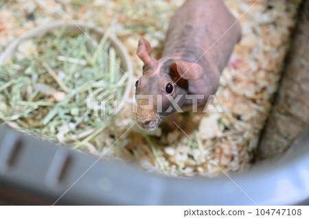 瘦豚鼠 瘦豚鼠 104747108