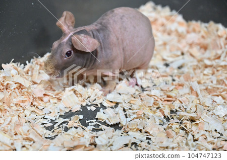 瘦豚鼠 104747123