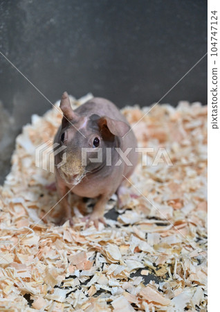 瘦豚鼠 104747124