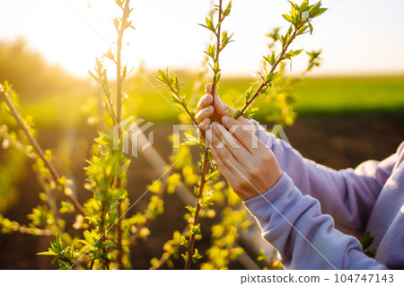 Female hand touches green lucerne in the field at sunset. Agriculture, planting or ecology concept. 104747143