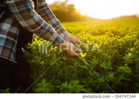 Farmer hand touches green lucerne in the field at sunset. Field of fresh grass growing. 104747144